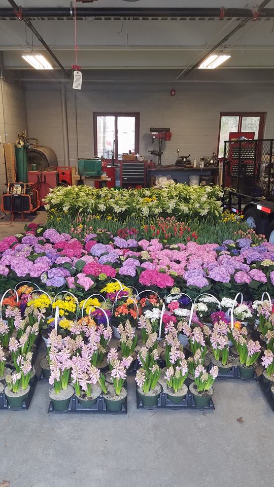 Easter Flower Sale THE LAKE 940